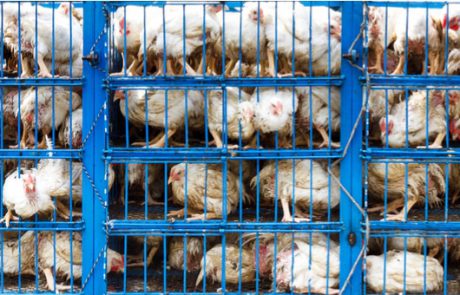 אתם יודעים מה האוכל שלנו אוכל? יתכן מאוד כי הוא מזיק לבריאותנו