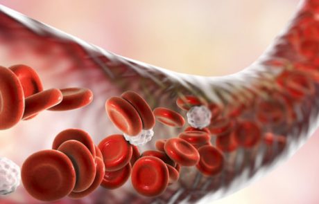 מעקב מעמיק אחר שינויים בתאים של כלי הדם שלנו, עשוי לסייע בזיהוי סימנים מוקדמים של טרשת עורקים